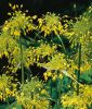 Allium flavum