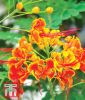 Caesalpina pulcherrima - Pfauenblume
