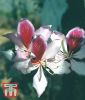 Bauhinia variegata - Orchideenbaum