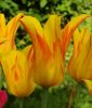 Lilienbl�tige Tulpe Firewings