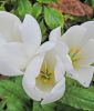 Colchicum speciosum "Album" - Herbstzeitlose