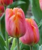 Einfachbl�hende fr�he Tulpe Bestseller