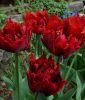 Gef�llte Crispa-Tulpe Maroon