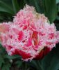 Gef�llte Crispa-Tulpe Queensland