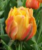 Gef�lltbl�hende sp�te Tulpe Freeman