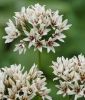 Allium ramosum - �stiger Lauch