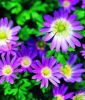 Anemone blanda 