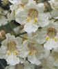Catalpa bignonioides - Indischer Bohnenbaum