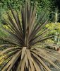 Cordyline purpurea - Keulenlilie