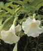 Brugmansia suaveolens - Engelstrompete
