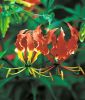 Gloriosa superba - Ruhmeskrone