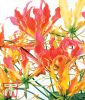 Gloriosa superba "Mischung" - Ruhmeskrone