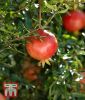 Punica granatum - Granatapfelbaum