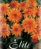 Border-Dahlie "Autumn Fairy"