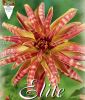 Orchideenbl�tige Dahlie "Giraffe"