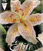 Lilium "Gold Band"