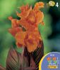 Canna indica "Tropicanna" (orange)
