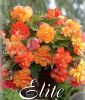 Begonia pendula Wave� "Golden Wave"