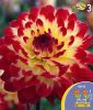 Border-Dahlie "Sights of Summer"