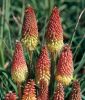 Kniphofia uvaria (Fackellilie)