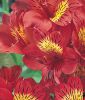 Alstroemeria x hybrida "Mars" (Inkalilie)