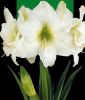 Hippeastrum - Amaryllis wei�