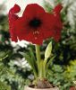 Hippeastrum - Amaryllis rot