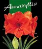 Hippeastrum - Amaryllis orange