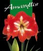 Hippeastrum - Amaryllis rot/wei� gestreift