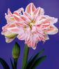 Hippeastrum - Amaryllis "Lady Jane�"