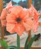 Hippeastrum - Amaryllis Extra Gr��e lachsrosa
