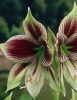 Hippeastrum - Amaryllis Spezialit�t "Papilio�"