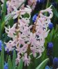 Hyacinthus multiflora rosa