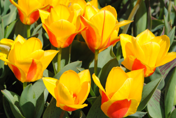 Tulipa greigii - Greigii-Tulpen