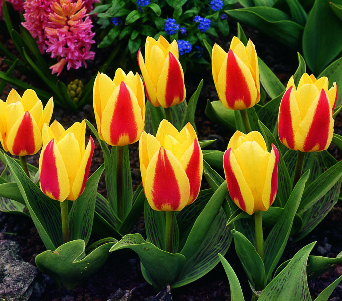 Tulipa kaufmanniana - Seerosen-Tulpen