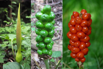 Arum - Aronstab