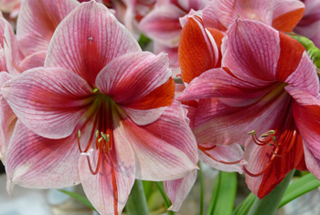 Hippeastrum - Amaryllis