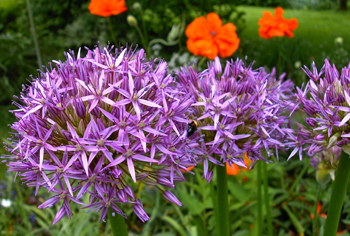(Wild-) Blumenzwiebeln von A - Z