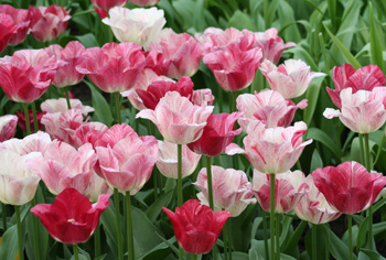 Tulipa - Tulpen