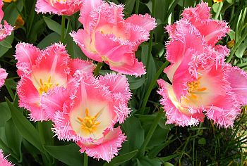 Crispa-Tulpen - Gefranste Tulpen