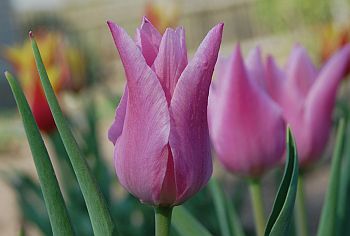 Lilienbltige Tulpen