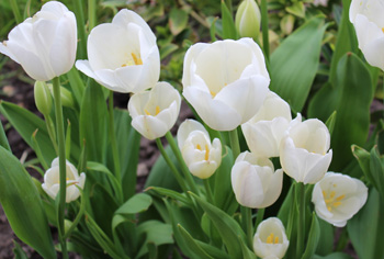 Mehrbltige Tulpen