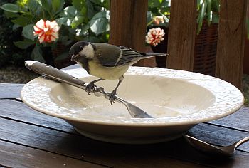 Vogel- & Insektenschutz