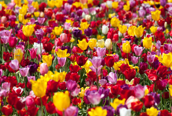 Triumph-Tulpen