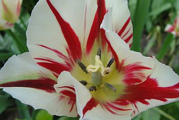 Tulipa viridiflora - Grnbltige Tulpen