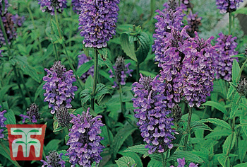 Indianernessel bis Kokardenblume