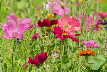 Blumenmischungen