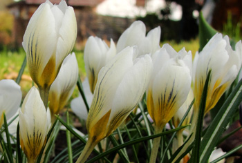 Frhjahrsblhende Krokusse