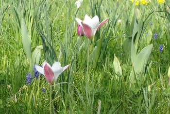 Wildtulpen