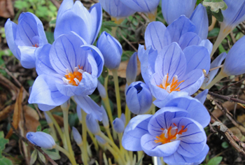 Crocus - Herbstblhende Krokusse